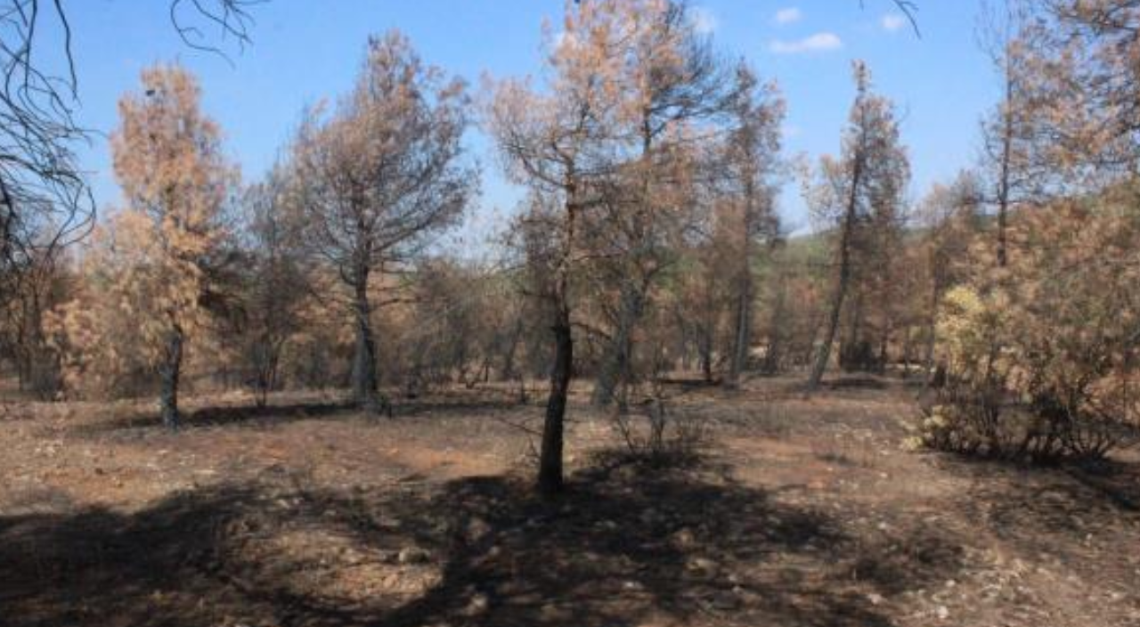 Orman yangınında yanan ağaçların kökleri filizlenmeye başladı
